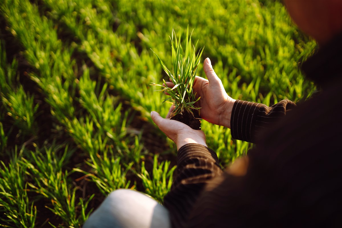 avantages des plantes Phytoépuration