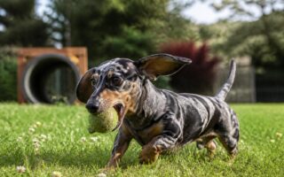 découvrez les activités préférées des teckels arlequin à poil ras et apprenez comment stimuler leur énergie et leur intelligence pour leur bien-être optimal.