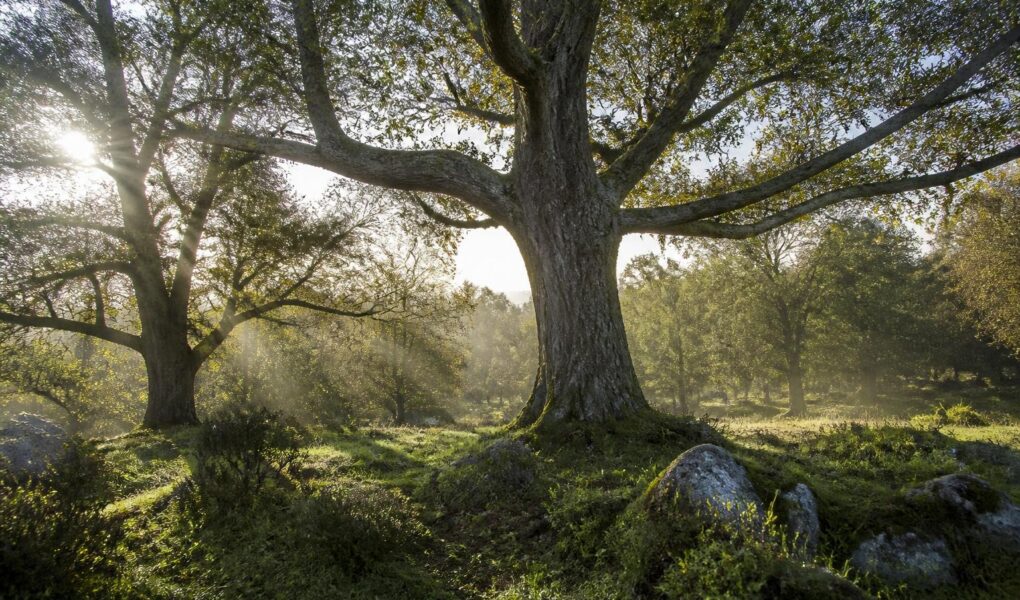 découvrez notre liste d’arbres dont le nom commence par la lettre u pour créer un paysage unique et original. idées de plantations et conseils arboricoles pour votre jardin.