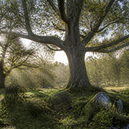 découvrez notre liste d’arbres dont le nom commence par la lettre u pour créer un paysage unique et original. idées de plantations et conseils arboricoles pour votre jardin.