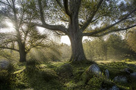 découvrez notre liste d’arbres dont le nom commence par la lettre u pour créer un paysage unique et original. idées de plantations et conseils arboricoles pour votre jardin.