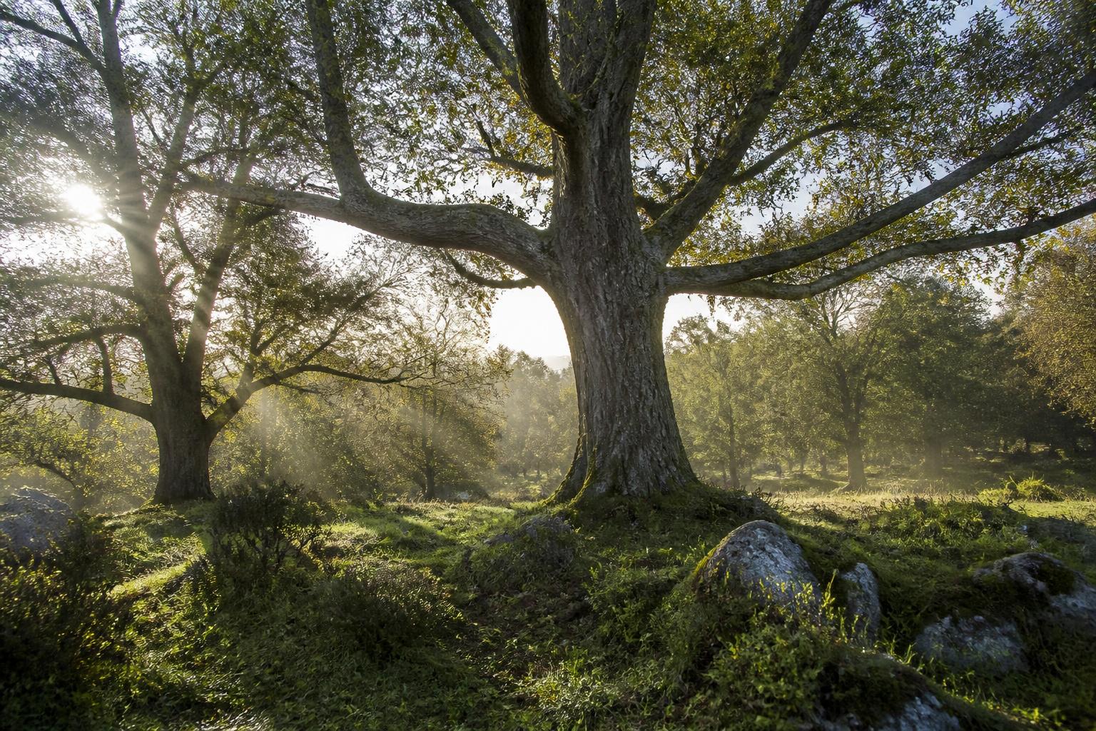 découvrez notre liste d’arbres dont le nom commence par la lettre u pour créer un paysage unique et original. idées de plantations et conseils arboricoles pour votre jardin.