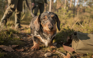 découvrez le teckel arlequin poil dur, un chien de chasse au charme unique, reconnu pour son caractère intrépide et son apparence distinctive.