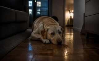 découvrez les signes de stress chez votre chien qui peut provoquer des problèmes de propreté la nuit, et apprenez comment y remédier pour assurer son bien-être.