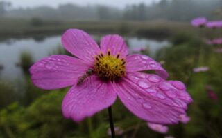 découvrez comment la photographie macro de fleurs peut sublimer votre portfolio en capturant des détails époustouflants et en révélant la beauté cachée de la nature.
