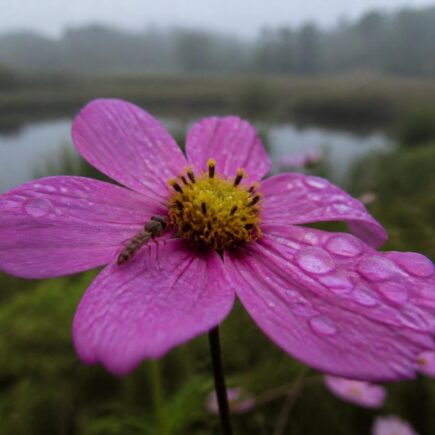 découvrez comment la photographie macro de fleurs peut sublimer votre portfolio en capturant des détails époustouflants et en révélant la beauté cachée de la nature.
