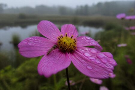 découvrez comment la photographie macro de fleurs peut sublimer votre portfolio en capturant des détails époustouflants et en révélant la beauté cachée de la nature.