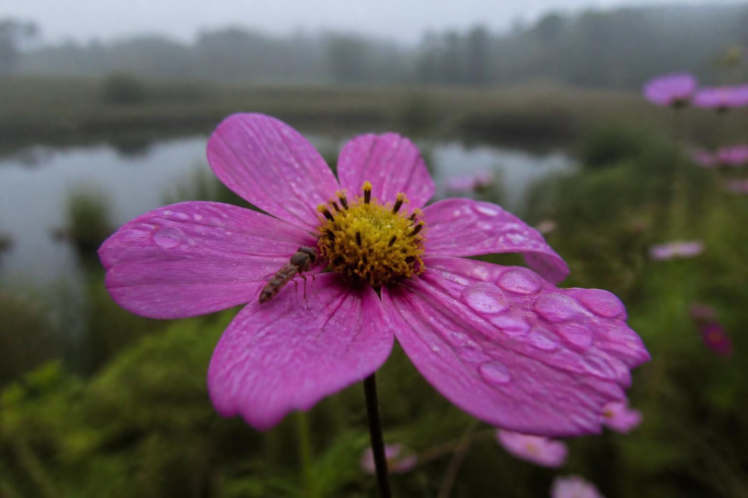 découvrez comment la photographie macro de fleurs peut sublimer votre portfolio en capturant des détails époustouflants et en révélant la beauté cachée de la nature.
